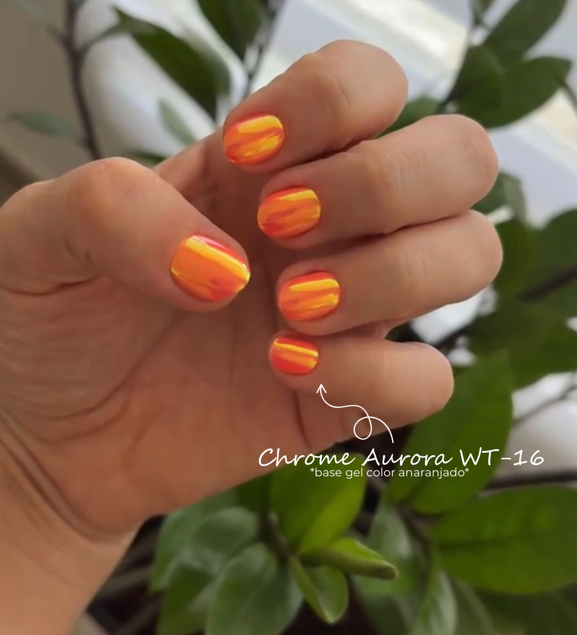 Chromes Aurora